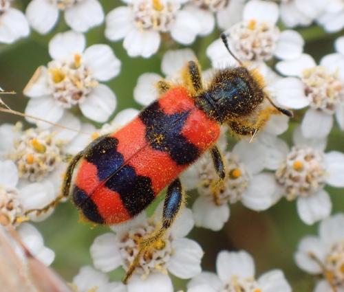 Réf. 235 198 : Trichodes apiarius